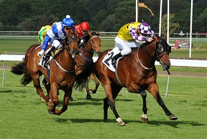 SACRED PARK & ROLE MODEL - WELLINGTON GUINEAS